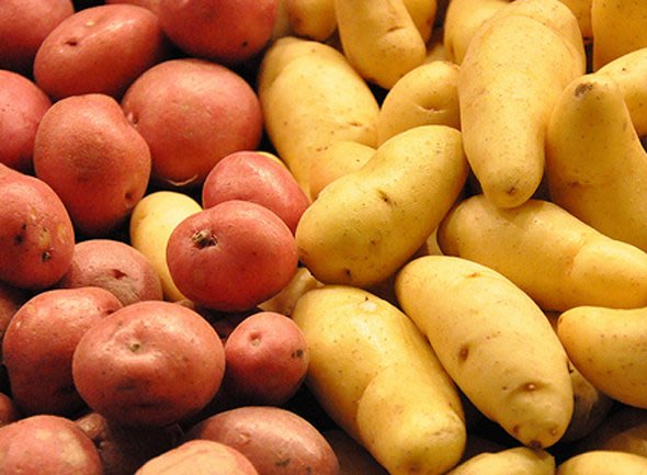 Giá của loại khoai tây La Bonnote lên đến hơn 2.000 USD/kg. Nó được trồng ở trên đảo Noirmoutier (Tây Nam nước Pháp).