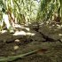 A drought-damaged corn field is pictured near Emery
