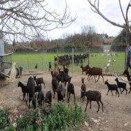 Έβρος: Θανατώθηκαν 2.792 πρόβατα που προσβλήθηκαν από ευλογιά