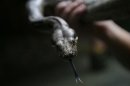 A Boa constrictor is seen at a zoo in Puerto Vallarta