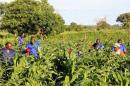 Agricultural officials spray maize plants affected by armyworms in Keembe district