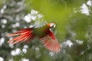 Una guacamaya roja (lapa roja) vuela tras ser liberadas por la Asociación Pro Conservación de la Lapa Roja (ASOPRALAPA) en Costa Rica. EFE/Archivo