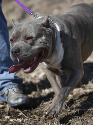 A pit bull terrier named Rizzo gets a walk at Cameron&nbsp;&hellip;