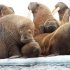 Walruses Forced Ashore as Arctic Ice Disappears
