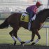 Little Mike from the U.S. works out at the Meydan racecourse two days before the Dubai World Cup, the world's richest horse racing, in Dubai, United Arab Emirates, Thursday, March 28, 2013. (AP Photo/Kamran Jebreili)
