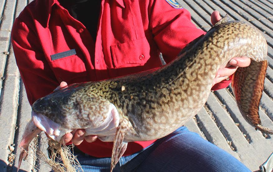 Im this photo taken in 2014 and provided by the Wyoming Game and Fish Department, an angler holds a Burbot caught during the 2014 Burbot Classic at...