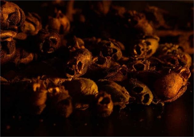 Rùng rợn loài hoa có hình hộp sọ người chết
