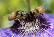 As abelhas domésticas não são polinizadoras tão eficazes quanto outros insetos na natureza, sobretudo como as abelhas silvestres