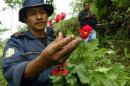 A policeman shows opium poppies during a police operation in Tajumulco
