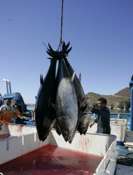 FILE - This March 5, 2007 file photo shows workers harvesting bluefin tuna from Maricultura's tuna pens near Ensenada, Mexico. New research found increased levels of radiation in Pacific bluefin tuna caught off the coast of Southern California. Scientists said the radiation found in the fish came from Japan's Fukushima nuclear plant that was crippled by the 2011 earthquake and tsunami. (AP Photo/Chris Park, File)