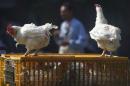 A man walks past live chickens on the outskirts of Cairo