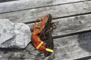 An extremely rare, two-toned, half-orange, half-brown lobster caught off the coast of Maine is pictured in this handout photo