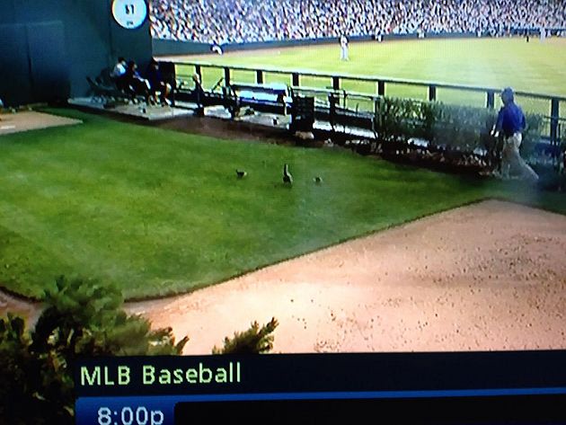 Coors Field Bullpen