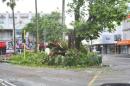 A tree in the center of Fiji's capital Suva lays in ruin after Cyclone Winston swept across Fiji's Viti Levu Island