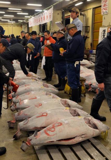 Fishmongers check frozen bluefin tuna on auction at the first trading of the new year, at Tokyo's Tsukiji fish market, on January 5, 2014