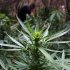 File photo of a marijuana plant in Baja California