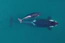 Scientist: Breach dams to save orcas off Washington state