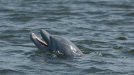 Rogue Dolphin, Alone After Katrina, Menaces Lake Area (ABC News)