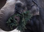 Berlin elephants feast on Christmas trees