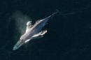 A blue whale surfaces to breathe in an undated picture from NOAA