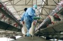 WHO statistics show that, worldwide, 357 people have been killed by bird flu since 2003