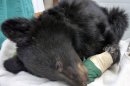 FILE - This undated file photo provided by the Idaho Department of Fish and Game shows a black bear cub nicknamed Boo Boo that had been burned in a wildfire in eastern Idaho in August 2012. The cub, which had second-degree burns on all four of its paws, is improving and has been moved to a rehabilitation area in central Idaho. (AP Photo/Idaho Department of Fish and Game, Tricia Hebdon, File)