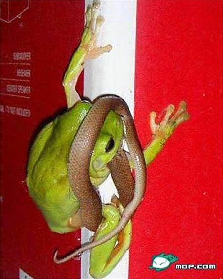 Kỳ dị loài ếch xanh ngấu nghiến ăn thịt rắn độc