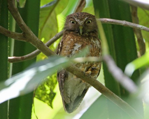 A photo taken in February and released by the Biodiversity Conservation Programme (BCP) shows one of the ten new species of owl -- Ninox-Reyi -- found in Tawi-Tawi, on the southern island of Mindanao. Scientists and birdwatchers discovered the ten new owl species in the Philippines, using advanced recording equipment that can distinguish between their hoots. (AFP Photo/Robert Hutchinson)