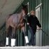 Exercise rider Jennifer Patterson walks Kentucky Derby winner Orb after arriving at Pimlico Race Course in Baltimore, Monday, May 13, 2013. Orb is scheduled to run in the Preakness Stakes on May 18. (AP Photo/Patrick Semansky)
