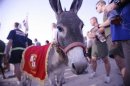Handout photo of Smoke the donkey in Iraq