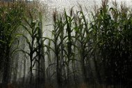 Los granjeros en el sur de Asia y el África subsahariana acuden cada vez más a sistemas de riego a pequeña escala, conforme la sequía amenaza la seguridad de los suministros alimentarios, según un informe del Instituto Internacional de Gestión de Agua (IWMI). En la imagen, un sistema de regadío en un campo de maíz en Koritna, en el este de Croacia, el 21 de agosto de 2012. REUTERS/Antonio Bronic
