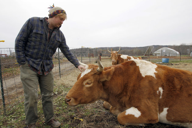 Vt. college's oxen-slaughter plan riles activists - Yahoo! News