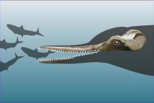 Ancient 'Toothy' Dolphin Fossils Found in Peru Desert