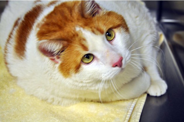 Meow the 40-pound cat!

Meet …