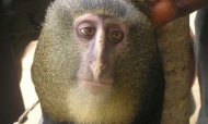 New Monkey Species Discovered In Africa