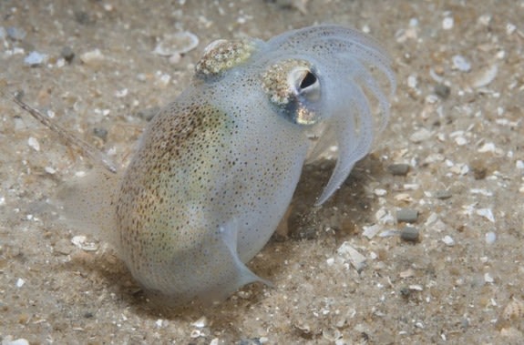 The southern bottletail squid grows up to 6 inches in length and occupies the waters off the coast of Australia