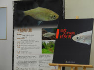 最近發表的《台灣淡水魚紅皮書》，期待引起國人關注台灣溪流生物多樣性。台灣密布大大小小河川溪流，擁有豐富淡水生態系與生物多樣性資源，原生淡水魚種更達260種以上，卻因水質污染、人為不當開發干擾與外來入侵種競爭下，嚴重壓縮原生族群生存空間，不少魚種瀕臨絕種，學者更指出，原生淡水魚處境比白海豚、石虎更危急。