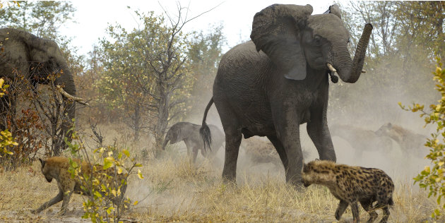 Elephant Fighting Off Hyenas