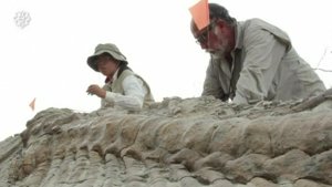 Mexico dinosaur dig reveals bones bonanza