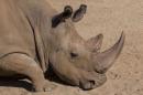 A northern white rhinoceros named Angalifu that died on Sunday is seen in this San Diego Zoo Safari Park handout photo