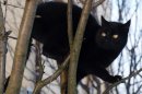Black Cats Beware: Kitty Lovers Think You're Aloof