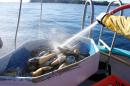 Freddy Gutmann, a fisherman on board the 'Hideaway II', rinses freshly harvested geoducks near Tofino, in British Columbia, Canada, on January 24, 2014