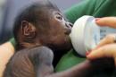Handout photograph of a baby female Western lowland gorilla born at Bristol Zoo in Britain
