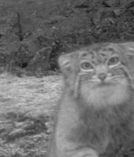 pallas-cat-closeup.jpg1351527557