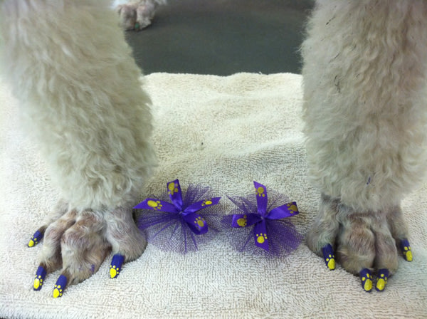 Dog pedicures, complete with nail art that rivals human nail art,
