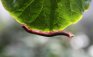 A millipede moves on a leaf at a public park in the southern Indian city of Chennai