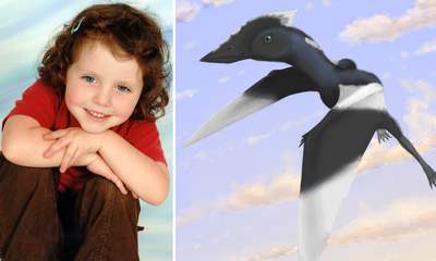 Pterosaur: Dinosaur Named After Daisy Morris