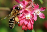 Una abeja sobre el pétalo de una flor. EFE/Archivo