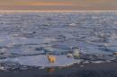 Bizarre North Pole temperatures cap off year of record-setting warmth