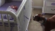 Watch as this boxer empathizes with his crying newborn sister.